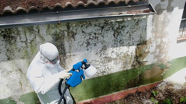 Mold Removal service in Jamaica Plain
